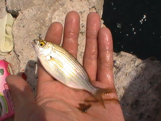 pestisoriii de aur - pic5994.JPG